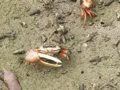 -北海金海湾红树林生态旅游区