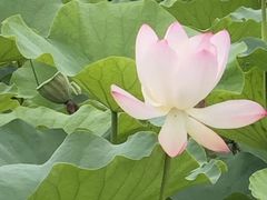 -三圣花乡旅游区