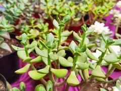 -秦美花卉(天朗·莱茵小城2期店)