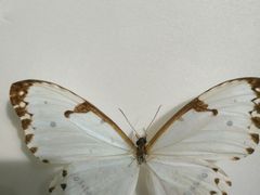 -上海昆虫博物馆