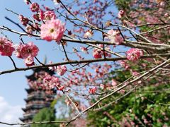 -洋湖国家湿地公园