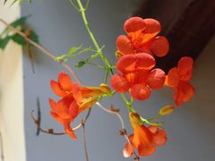 -苏州文庙(姑苏区)