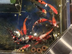 -洞庭家宴·头牌甲鱼(广渠门店)