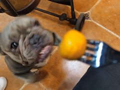 -柯斗斗主题餐厅·狗咖·围炉煮茶·茶饮(国瑞升平里店)