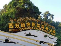 -西双版纳原始森林公园