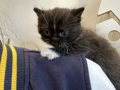 -楼上猫咖(罗湖店)