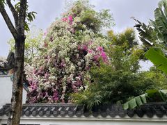 -深圳国际园林花卉博览园