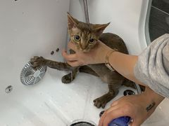-babydoll猫舍·米努特·德文·缅因(久光中心店)