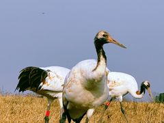 -盐城丹顶鹤湿地生态旅游区