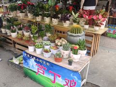 -哈尔滨道外花鸟鱼市场