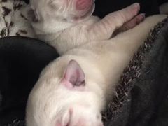 -中农大我爱我爱24h动物医院·中医针灸·猫专科·骨科医疗中心(双井店)