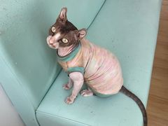 -猫在这儿猫咪咖啡馆·撸猫馆