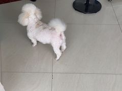 -乐琪宠物医院·犬猫专科·骨外科·急重症