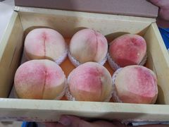 -老袁家蜜桃农场·阳山水蜜桃