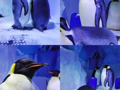-海合安成都极地海洋公园
