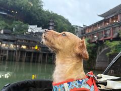 -科道动物医院·急重症中心(万达院)