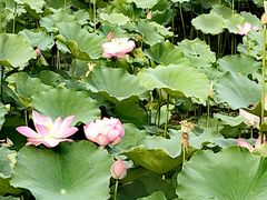 -莲花池公园