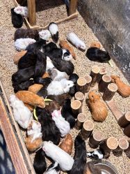 -酷嗒动物文化乐园(cutezoo西溪乐天城店)