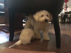 -百好乐宠物友好餐厅(朝外大街店)