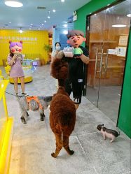 -神奇动物撸宠馆·羊驼·小浣熊·异宠(豫园店)