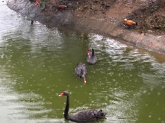 -泉州海丝野生动物世界