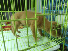 -中环花鸟鱼虫市场