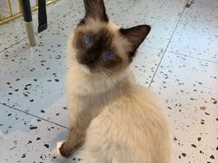 -喵喵咪呀布偶猫咖(春熙路店)