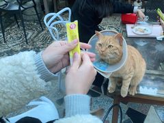 -喵屿·大理花园猫咖