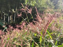 -鸡枕山