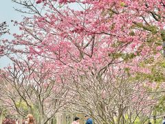 -风云岭森林公园