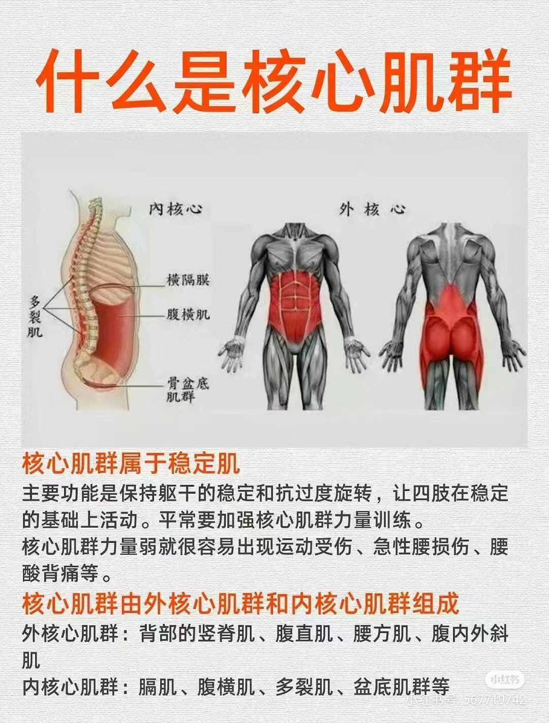 什么是核心肌群