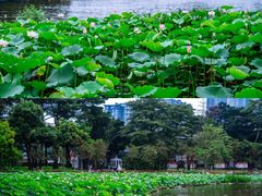-荔湾湖公园