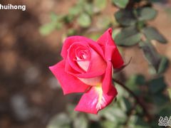 -人民公园(罗湖区)