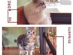 -李小姐の猫咖啡馆(五角场店)