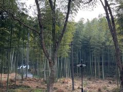 -东明山森林公园