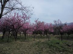 -秦始皇帝陵博物院-丽山园