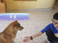 -喜柴咖啡·柴犬狗咖