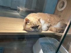 -BABIT巴比特宠物(MOMOPARK店)