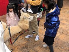 -灵玲国际马戏城