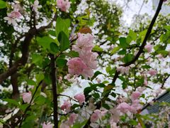 -陆家嘴中心绿地