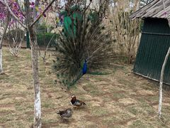 -西霞口神雕山野生动物世界