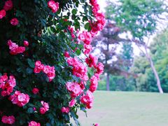 -广富林郊野公园