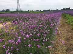 -紫颐香薰山谷景区