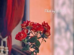 玫瑰花-橘洲1910花园江景西餐厅