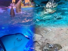 -大连圣亚海洋世界