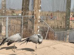 -盐城丹顶鹤湿地生态旅游区