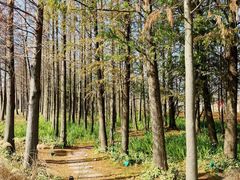 -上海长兴岛郊野公园
