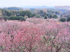 -无锡梅园公园