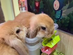 -宠物兔专门店(天丰利市场店)