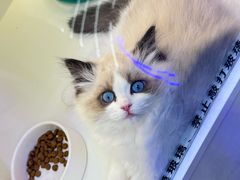 -小猫来了·猫舍(红山六九七九店)